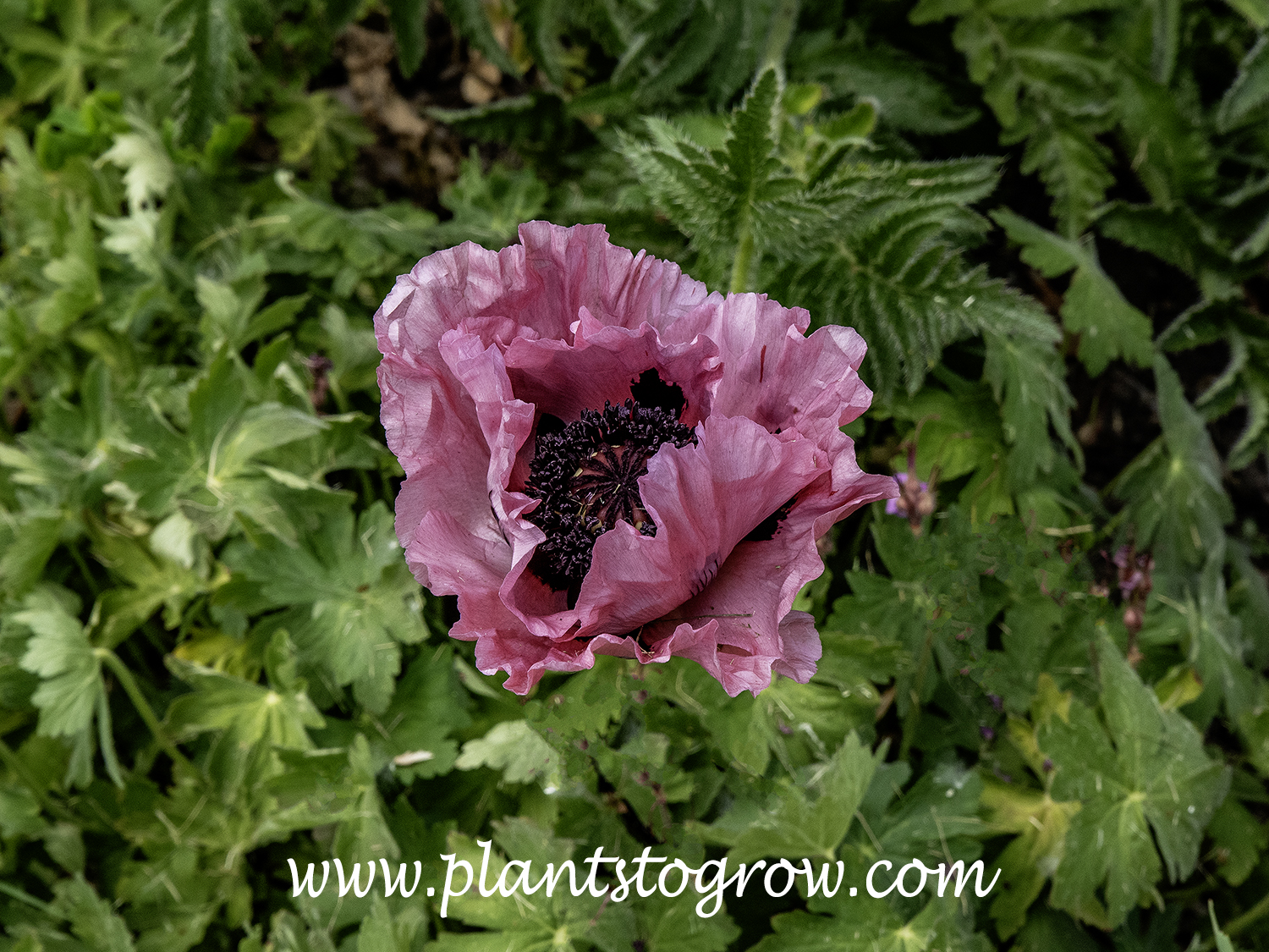 'Patty's Plum' Oriental Poppy (Papaver orientalis)
The next seven pictures are of the same plant over a two year period.